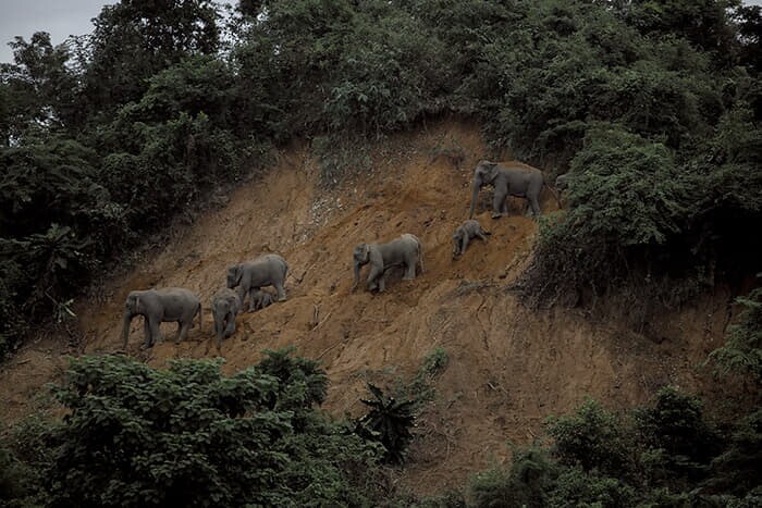 急斜面を渡ってインドとバングラデシュの国境を越える野生のゾウの群れ(2024年10月)