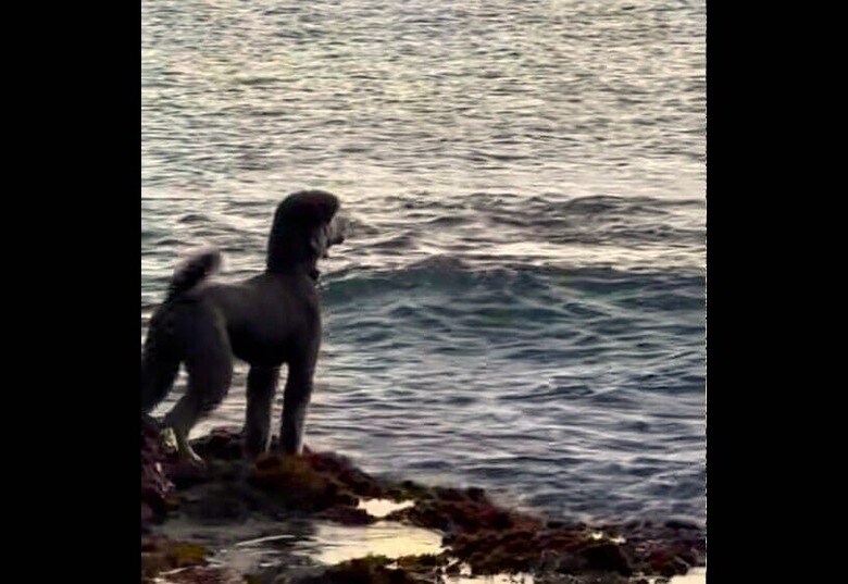 @ash.in.carmel / TikTok