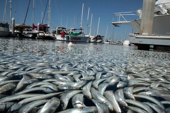 酸素が少ない水域が増えている......  Lucy Nicholson-EUTERS
