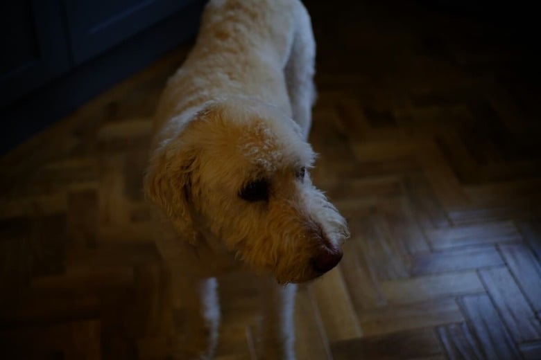 障害を負ってもリハビリを経て再び歩けるようになる犬も（写真はイメージです）　Sean Robbins-Unsplash