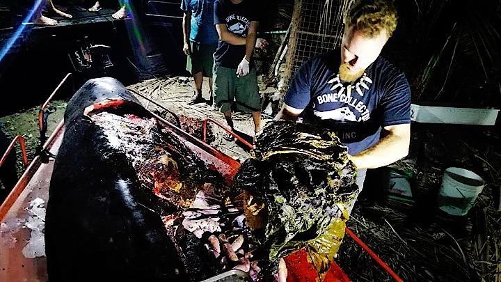 死亡したクジラの胃袋からは40kgものプラスチックゴミが出てきた。(c) Panay News - facebook