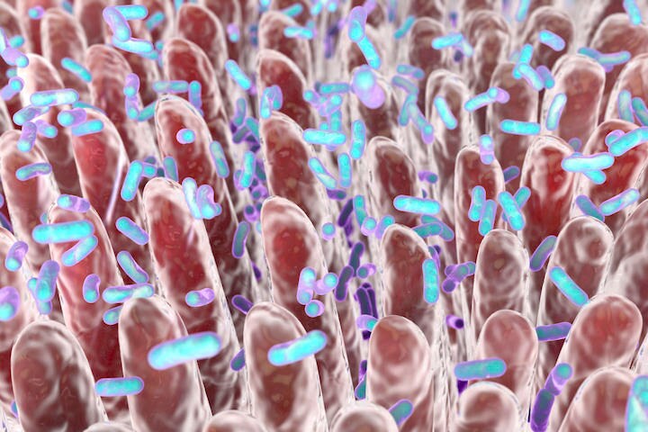 腸内フローラをAIで解析して実年齢を予測できた　Dr_Microbe-iStock
