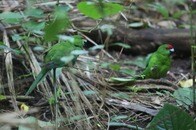【動画】臭い植物を体にこすりつけて「ハイ」になっている...インコの「不思議な行動」を確認、研究者が謎を解く