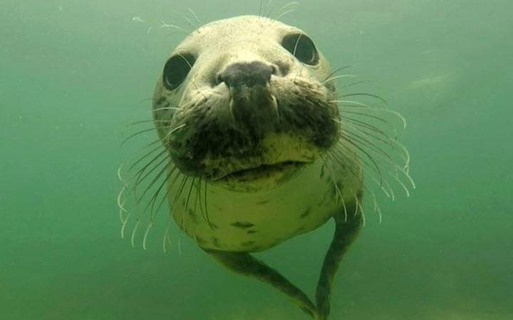 「ハイイロアザラシの拍手は非常に音が大きく、最初は信じられなかった」Ben Burville-Telegraph-YouTube