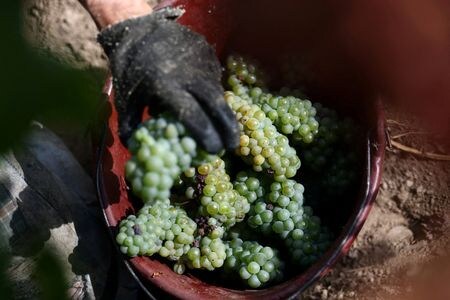フランス農業省は９日、２０２５年の国内ワイン生産量が３７億４０００万リットルと、過去５年平均を１３％下回るとの見通しを示した。写真は仏西部ナント近郊で８月撮影（２０２５年　ロイター/Stephane Mahe）
