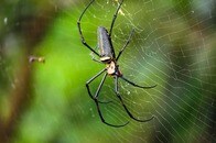 【動画】どこを見てもクモ...ネットを震撼させた「クモの巣トンネル」