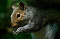 【写真】顔から異様な突起物...グロテスクな外見の「ゾンビリス」発見相次ぐ　「新たな悪夢」と写真が拡散