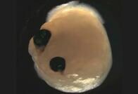 眼がついた人工脳が作製される