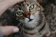 「猫嫌い」の夫と猫を残して外出したら...写真が捉えた決定的瞬間