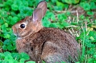 頭部から「黒い触手のような角」が生えたウサギ、コロラド州で報告相次ぐ...衝撃的な写真の正体【2025年の衝撃記事10選】