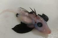 科学者を驚かせたこの生物の正体は？