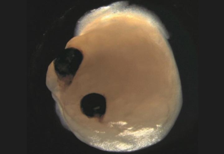 60日で視覚器として成熟した脳オルガノイド　CREDIT: ELKE GABRIEL