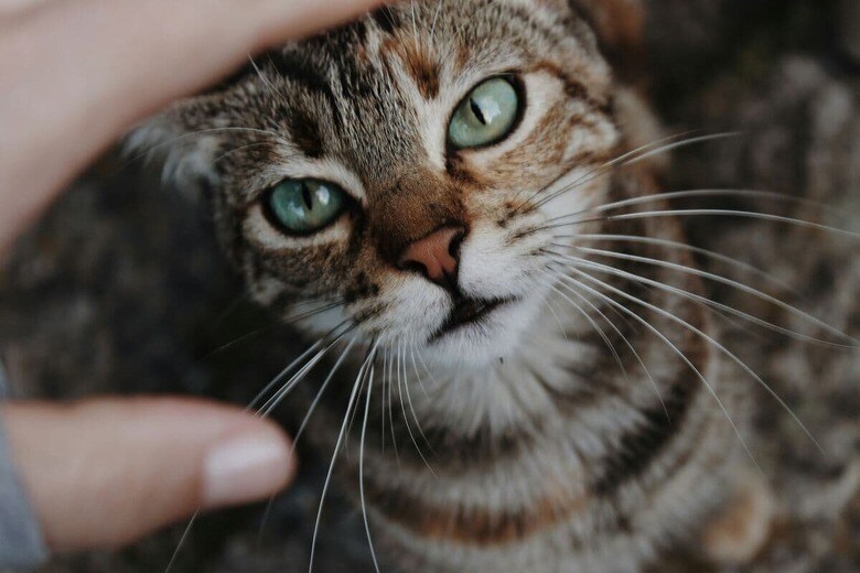 「猫嫌い」に対する猫の反応は？（写真はイメージです）　Rebe Pascual-Unsplash