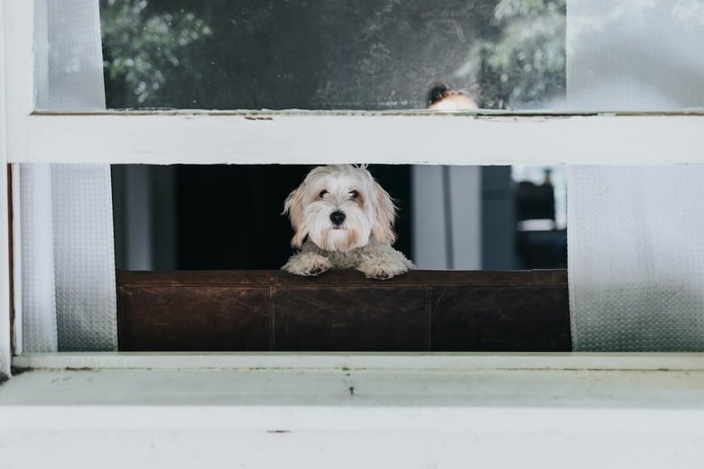 飼い主が旅行に行くと気づいた犬の静かな訴え（写真はイメージです）　Nathan Dumlao-Unsplash