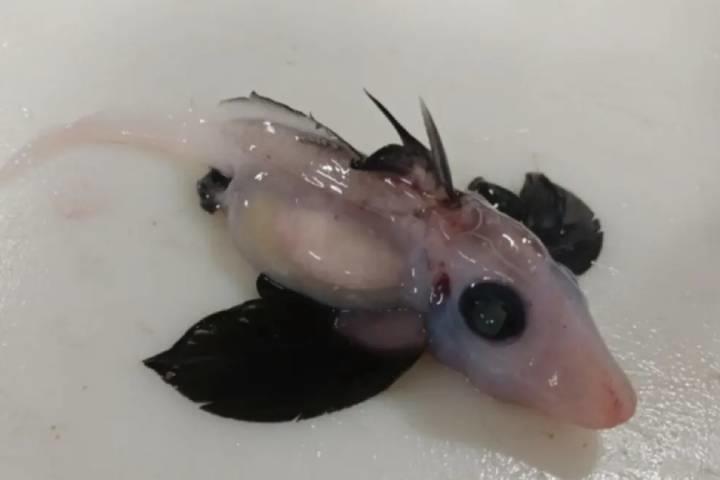 ニュージーランド南島で発見された孵化したばかりの珍しい深海性ゴースト・シャークの赤ちゃん　Brit Finucci / NIWA website