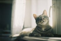 見えなくても元気いっぱい...両眼摘出した子猫、愛らしい今の姿に癒される