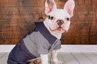 現代の犬に服は必要　NYを闊歩する「ファッショナブルな愛玩動物」のジレンマ