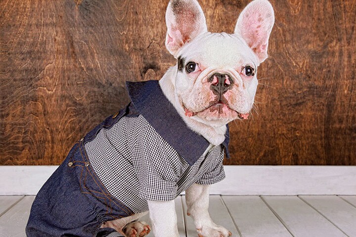 フレンチブルドッグの子犬にはデニムのオーバーオールがお似合い　MAIKA 777-MOMENT/GETTY IMAGES