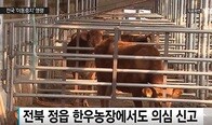 鳥インフルに続き口蹄疫が発生　韓国全土８日０時まで牛など移動停止に