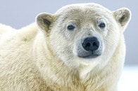 「このクマ、絶対爆笑してる」水槽の前に立つ女の子、ホッキョクグマが取った「まさかの行動」にSNS大爆笑