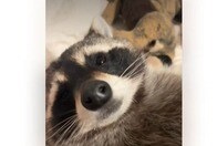 「耐えられない...！」アライグマをペットにしている飼い主の「朝のルーティン」動画がSNSで話題に