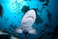 翼が生えた「天使」のような形に、トゲだらけの体表...奇妙な姿の超希少カスザメを発見、100年ぶり研究再開