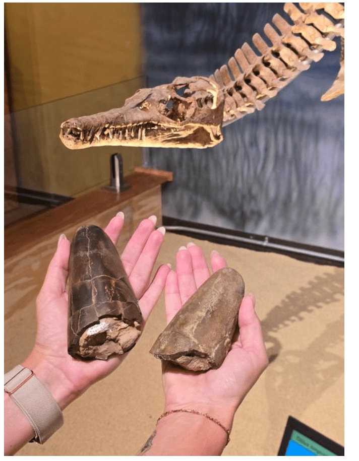 新種の古代頭足類「ワイオテウティス・リンステロルム」の化石。左がホロタイプ（正基準標本）、右がパラタイプ（副基準標本）。© Courtesy of Jessica Lippincott