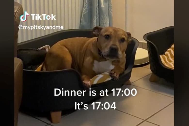 @mypitskyandme-iStock