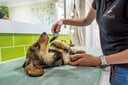 ビエナズ・ビレッジのスパで美容ケアを受ける犬