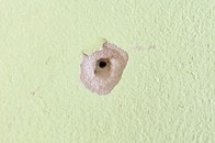 【動画】自宅の壁の中から聞こえてきた「異音」...穴からスマホを入れて撮影、映っていた「原因」にネット衝撃