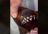 「人魚の財布」からトラフザメが出てくる瞬間