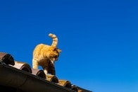 高い所から落ちてもなぜ平気？　猫の最大の謎、山口大研究チームが解明