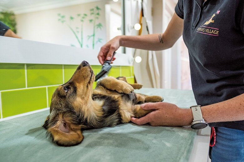ビエナズ・ビレッジのスパで美容ケアを受ける犬