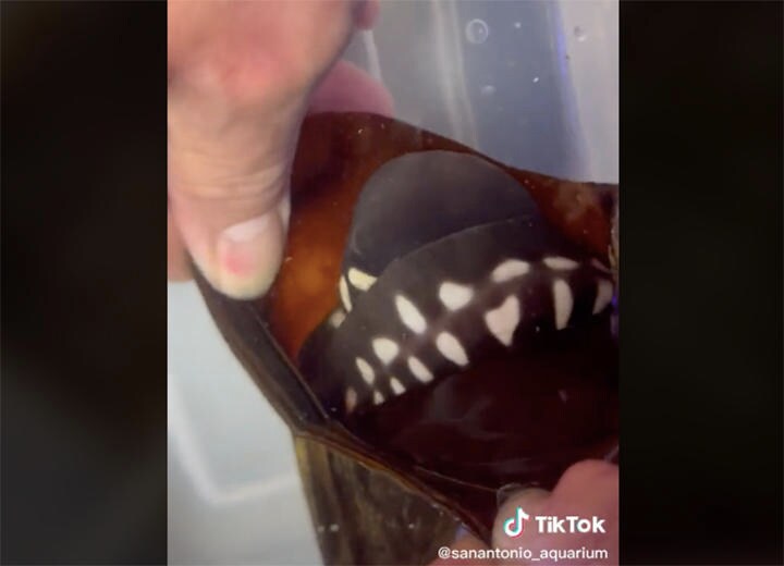 卵の中から姿を現すトラフザメ　@sanantonio_aquarium/TikTok