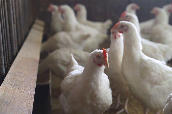 感染したニワトリと同じ養鶏場内の個体はすべて殺処分されるため、養鶏農家にとっては大打撃（写真はイメージです）　Ruslan Sidorov-iStock