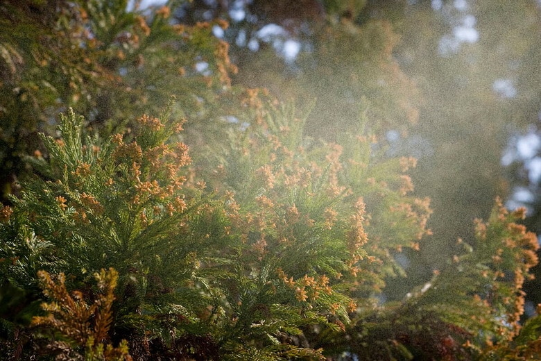 スギ花粉は戦後数十年で多量に飛散するようになった（写真はイメージです）　gyro-iStock