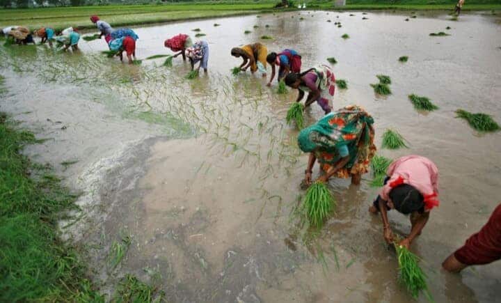 世界最大の植物油輸入国であるインドでは、世界的な供給網の混乱により生じた食用油不足を乗り切るため、原材料の「米ぬか」に注目が集まっている。アーメダバード近郊の水田で2012年7月撮影（2022年　ロイター/Amit Dave）