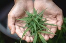 ブラジルで大麻は合法？違法？