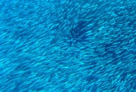食用に獲った魚の3分の1は捨てられている