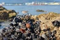 熱波のバンクーバー、浜辺でムール貝が焼き上がる