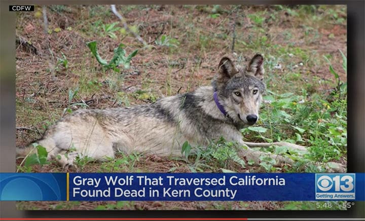 OR93（写真）は、ハイイロオオカミが絶滅したカリフォルニア州に100年ぶりにやってきた希望だった　CBS Sacramento-YouTube
