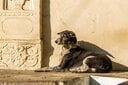 犬（写真はイメージ）　Emily Marie Wilson-shutterstock