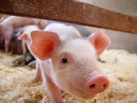 ゲノム編集で生まれた「スーパーピッグ」の肉、数年内にイギリスで市販か