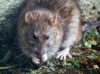 米コロラド州でハンタウイルス感染者1人死亡、クルーズ船の死亡例とは何が違うのか