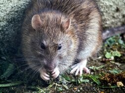 米コロラド州でハンタウイルス感染者1人死亡、クルーズ船の死亡例とは何が違うのか