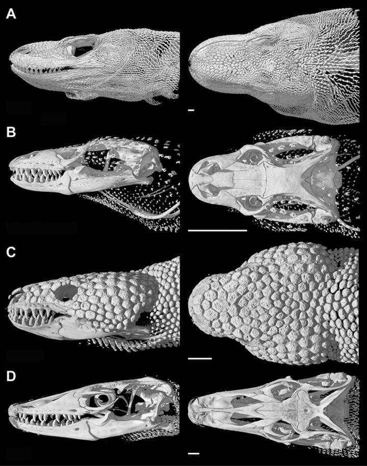Osteoderm-Comparisons.jpg