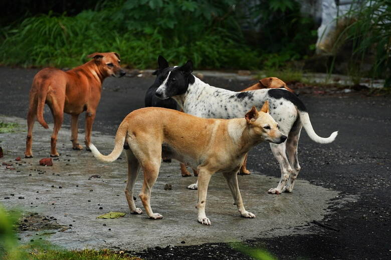 野犬の群れ　AjayTvm-shutterstock