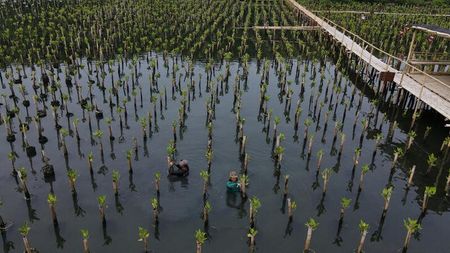 　生物多様性に恵まれたインドネシアには世界第３位の規模の熱帯雨林があるが、ここ数十年は、パームヤシ栽培に向けた伐採や、鉱業、パルプ製紙産業の拡大、都市化といった脅威が増している。写真はジャカルタの自然保護公園でマングローブを植える作業員ら。５月撮影（２０２３年　ロイター／Tommy Ardiansyah）