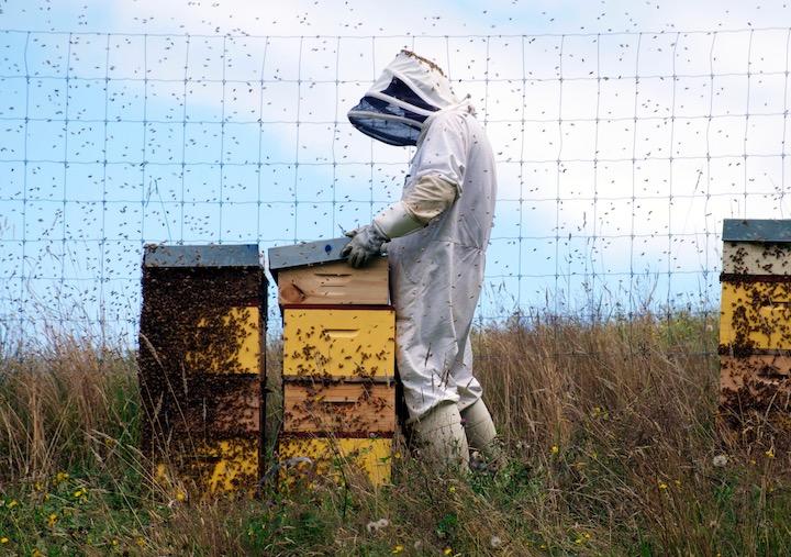 ハチは各地の農作物の受粉を担っていた...  LazingBee-iStock