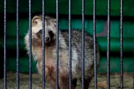 苦痛を長引かせるやり方でタヌキを感電死させる中国毛皮農場